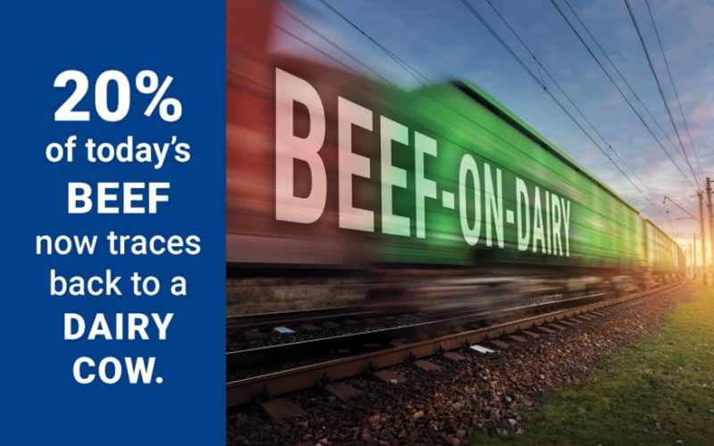 beff on dairy