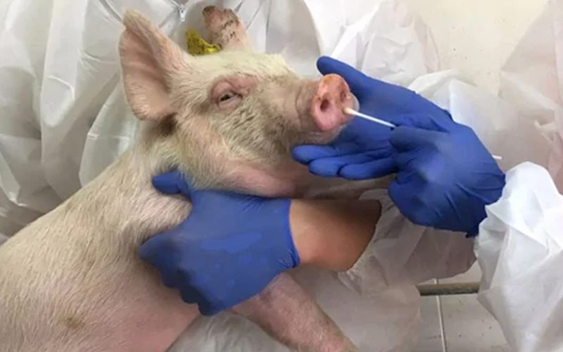 swine influenza ecology